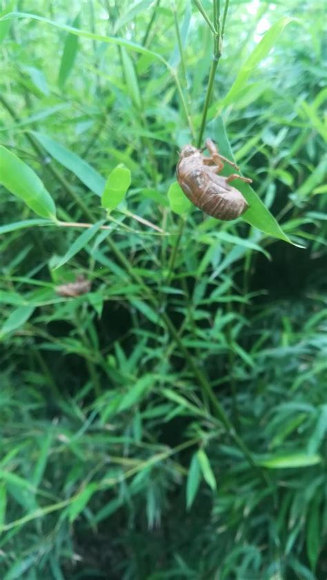 驅蟬|東方蟬話：找蟬蛻的十大訣竅